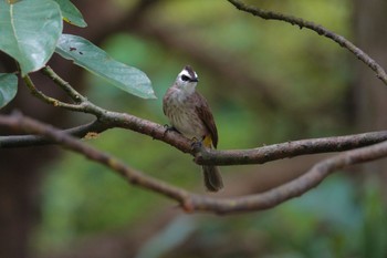 Yellow-vented Bulbul ⁨HortPark⁩,シンガポール Fri, 3/17/2023