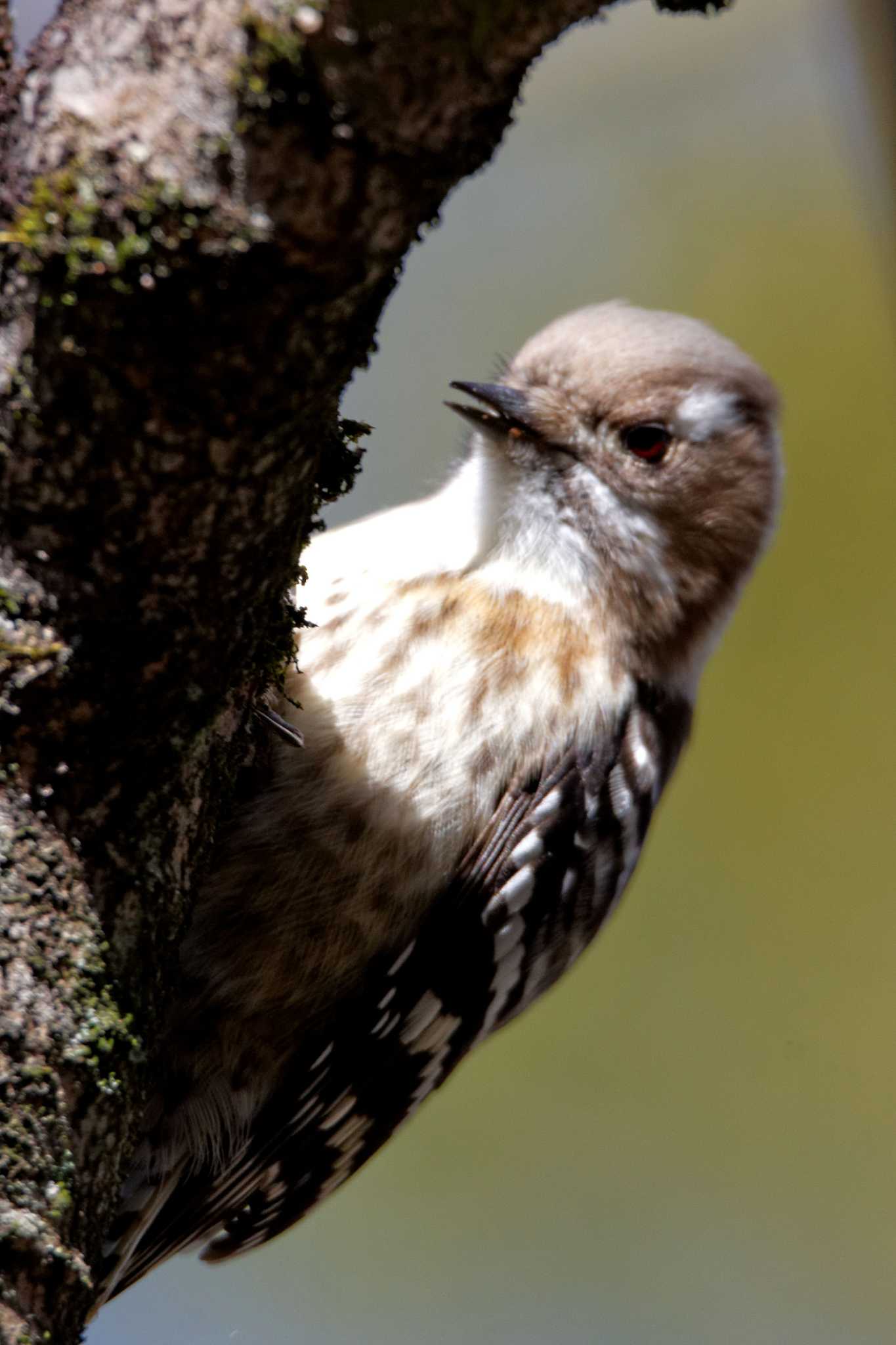 Photo of Japanese Pygmy Woodpecker at 岐阜公園 by herald