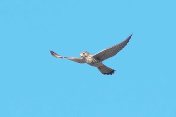 2023年12月3日(日) 相模大堰の野鳥観察記録