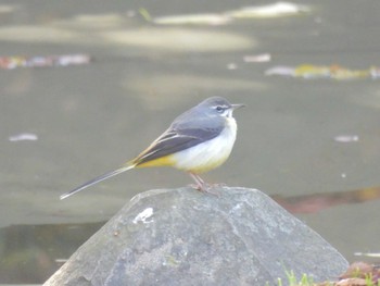 2023年12月4日(月) 京都御苑の野鳥観察記録