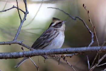 2016年1月24日(日) 本巣市文殊ノ森の野鳥観察記録