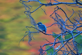 カワセミ 長浜公園 2023年12月4日(月)