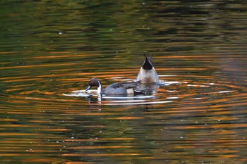 Northern Pintail Nagahama Park Mon, 12/4/2023