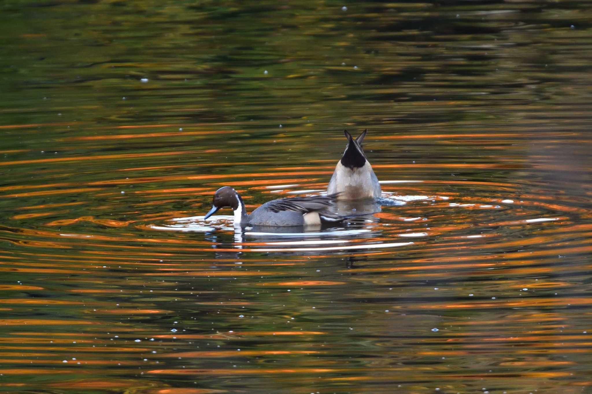 Northern Pintail