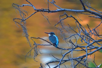 カワセミ 長浜公園 2023年12月4日(月)