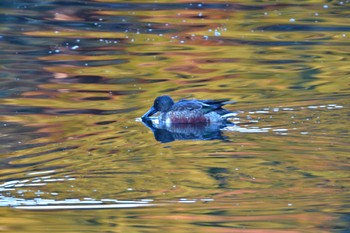 Northern Shoveler Nagahama Park Mon, 12/4/2023