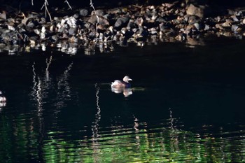 カイツブリ 長浜公園 2023年12月4日(月)