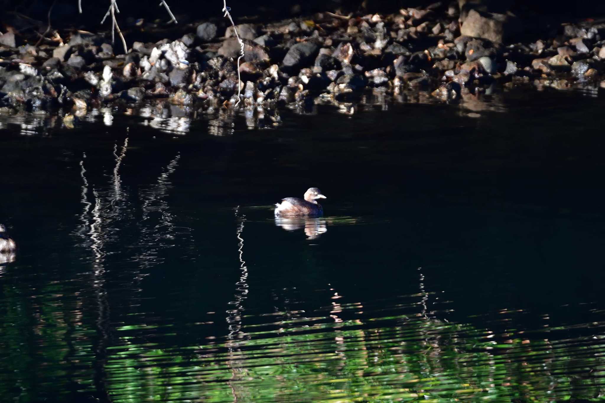 長浜公園 カイツブリの写真 by やなさん