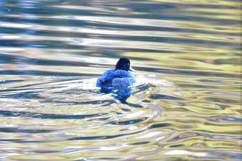 Tufted Duck Nagahama Park Mon, 12/4/2023