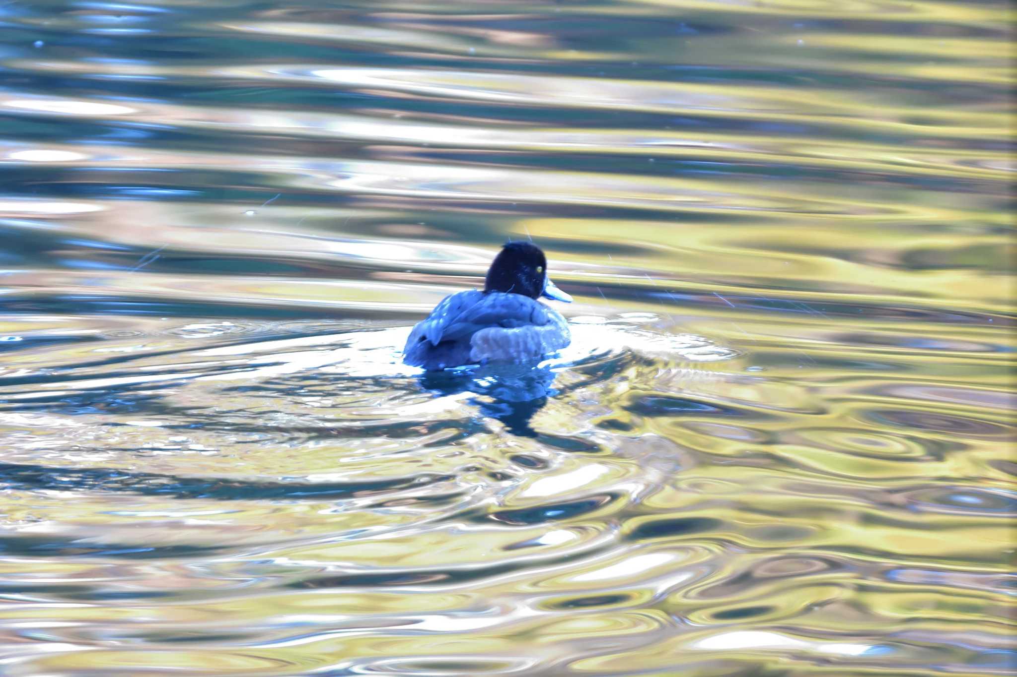 Tufted Duck