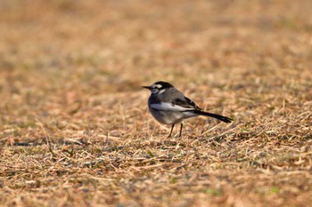 ハクセキレイ 長浜公園 2023年12月4日(月)