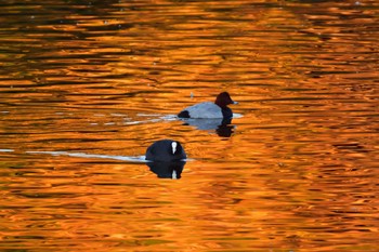 Common Pochard Nagahama Park Mon, 12/4/2023