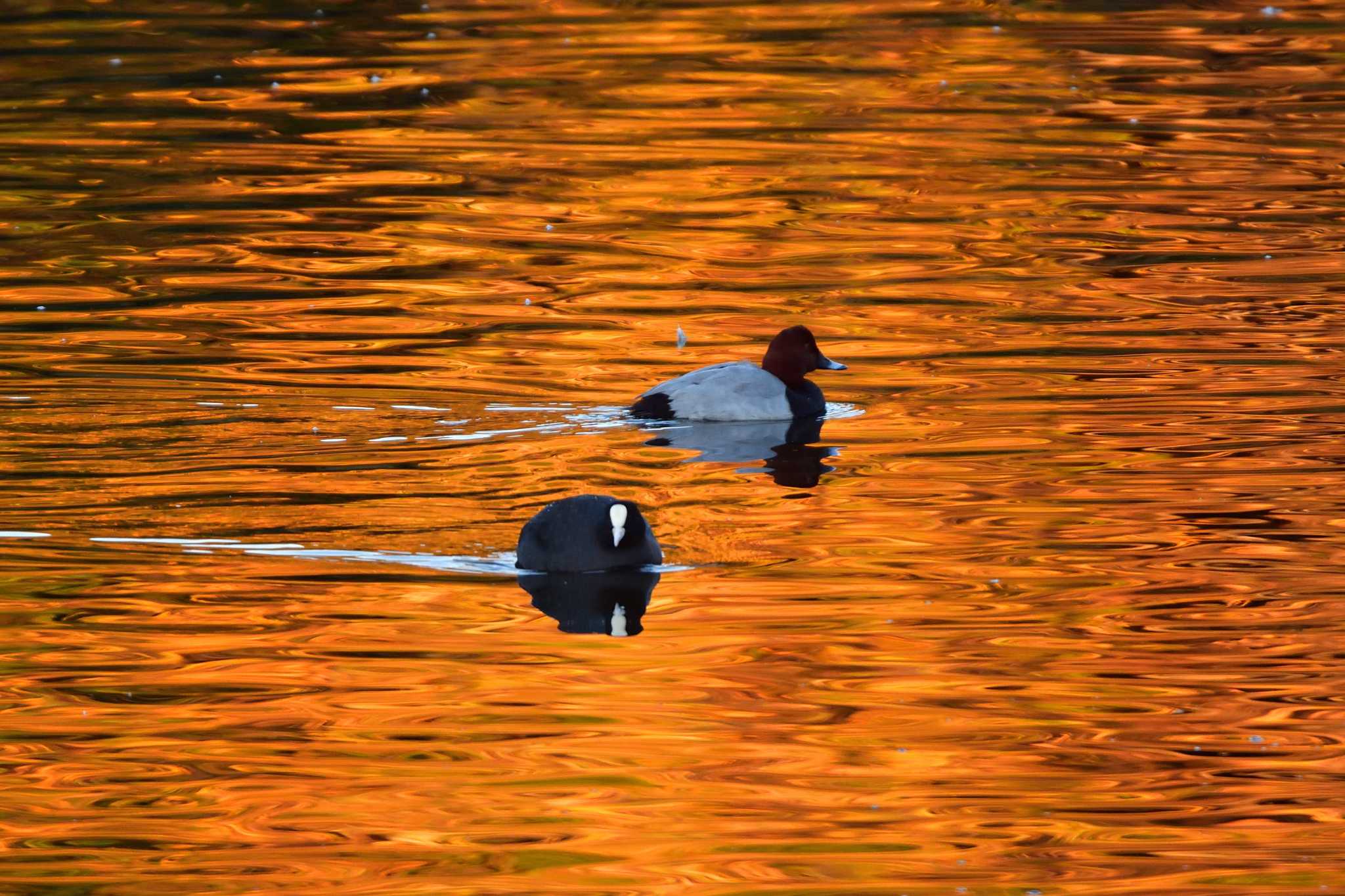 Common Pochard