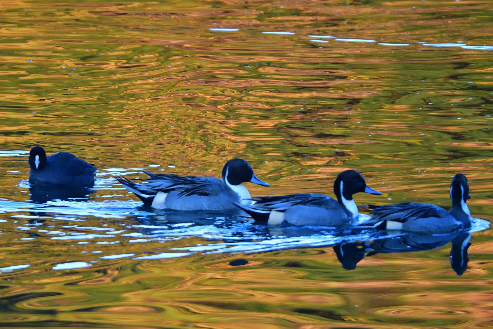 Northern Pintail