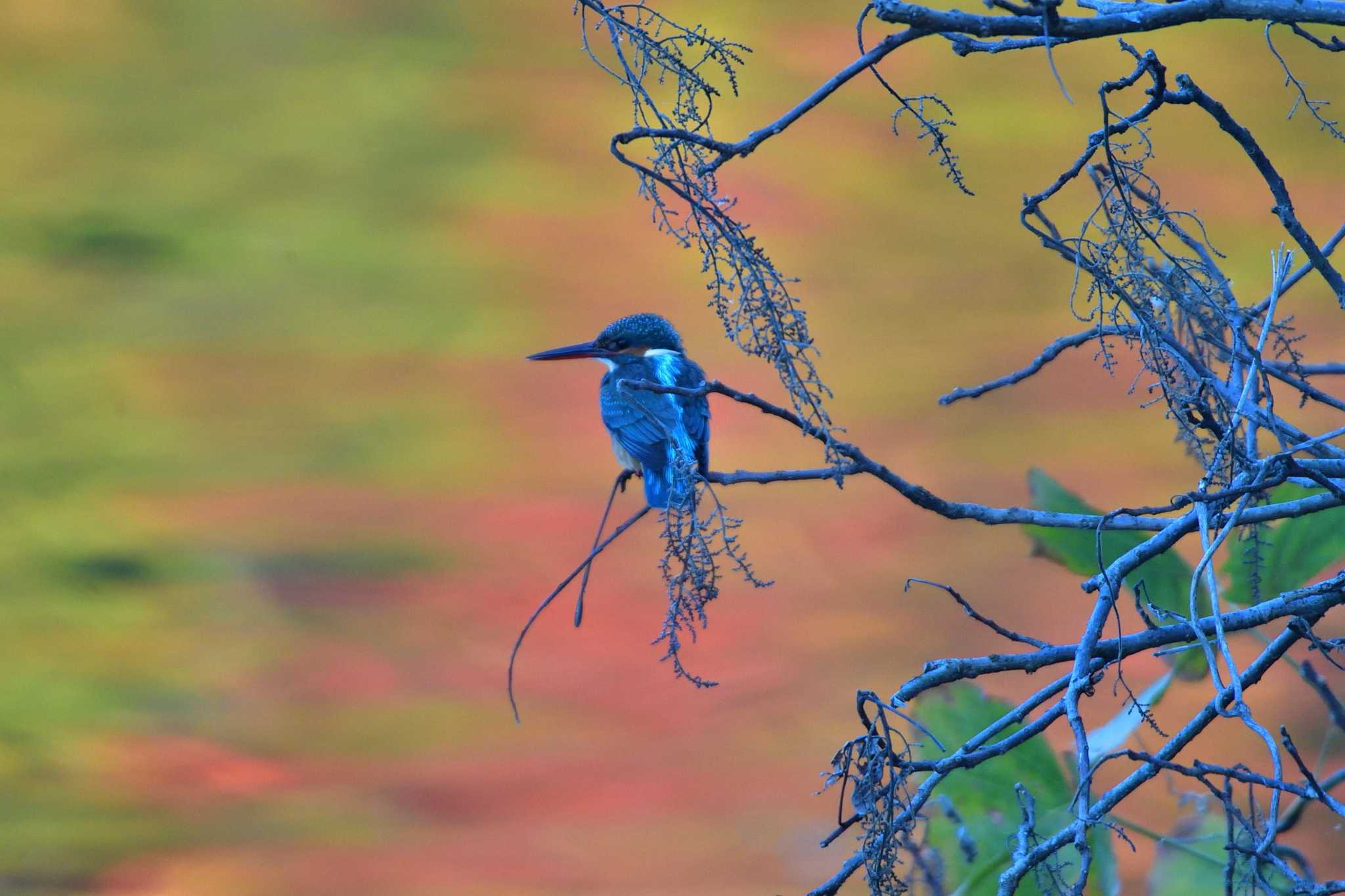 Common Kingfisher