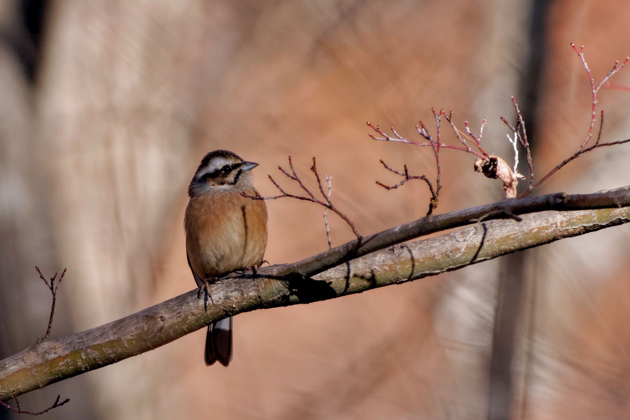 Meadow Bunting