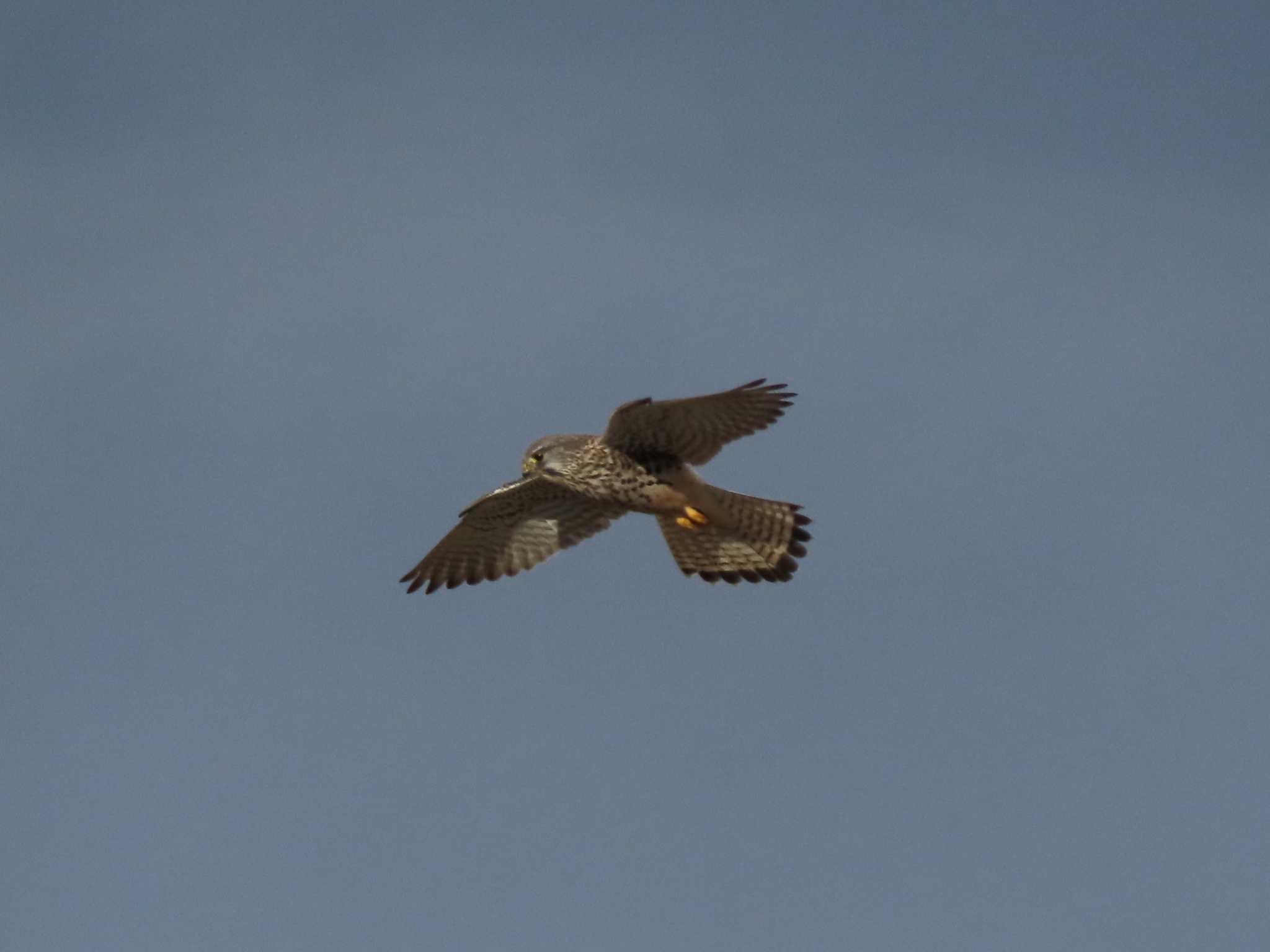 Common Kestrel