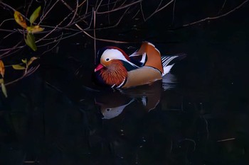 Mandarin Duck 奈良山公園 Sun, 12/3/2023