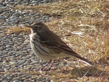 Water Pipit 狭山湖堤防 Mon, 12/4/2023