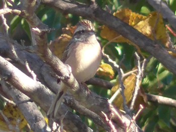 Rustic Bunting 狭山湖堤防 Mon, 12/4/2023