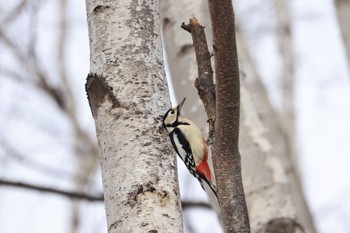 2023年12月4日(月) 札幌モエレ沼公園の野鳥観察記録