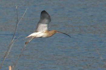 Eurasian Curlew Kasai Rinkai Park Sun, 12/10/2017