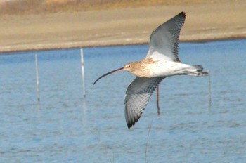 Eurasian Curlew Kasai Rinkai Park Sun, 12/10/2017