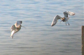 Eurasian Curlew Kasai Rinkai Park Sun, 12/10/2017