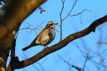 ツグミ ロクハ公園(滋賀県草津市) 2023年12月3日(日)