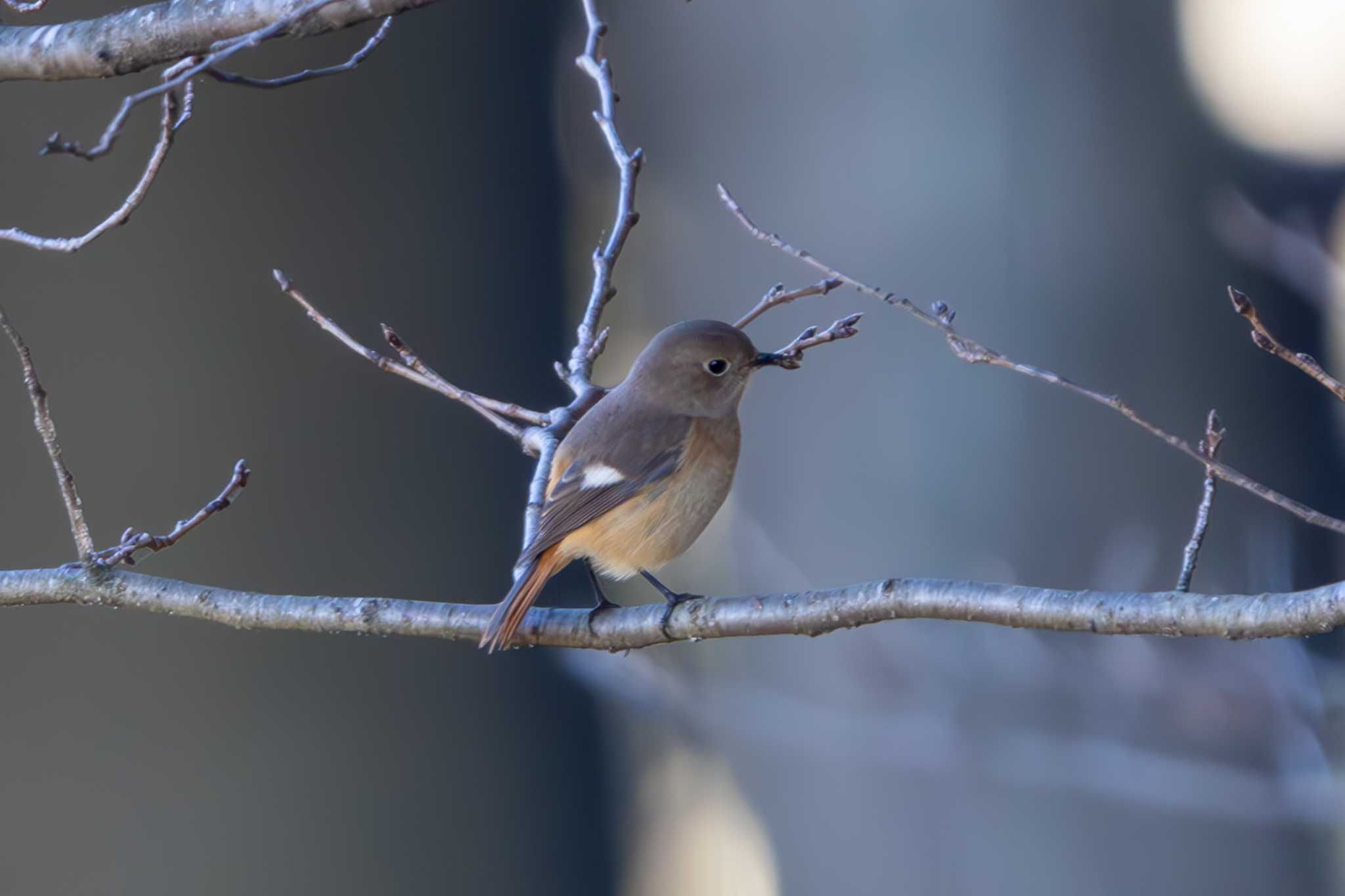 Photo of Daurian Redstart at  by あっくん