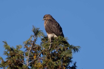 Eastern Buzzard Unknown Spots Mon, 12/4/2023