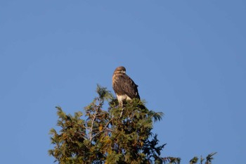 Eastern Buzzard Unknown Spots Mon, 12/4/2023