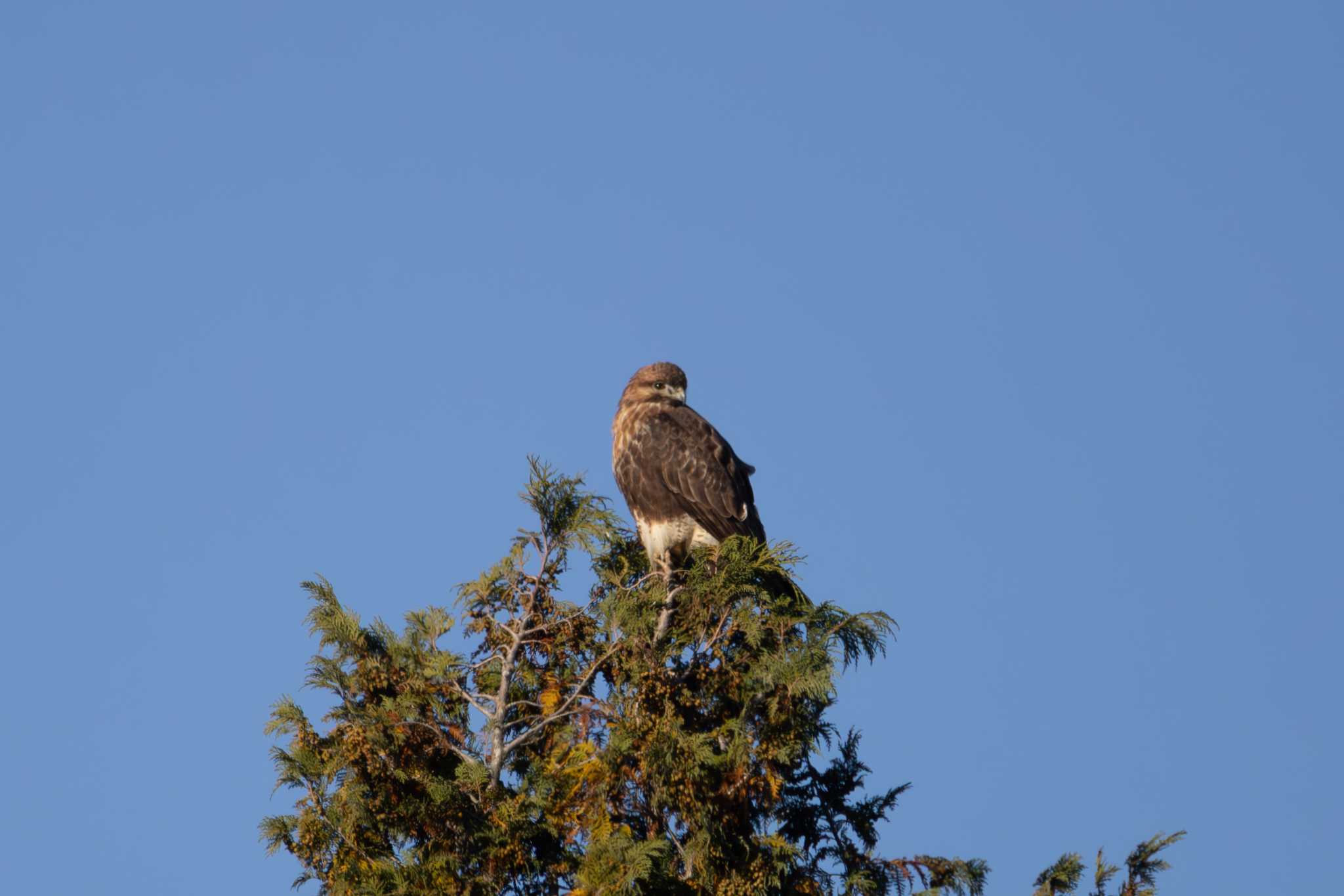 Photo of Eastern Buzzard at  by あっくん