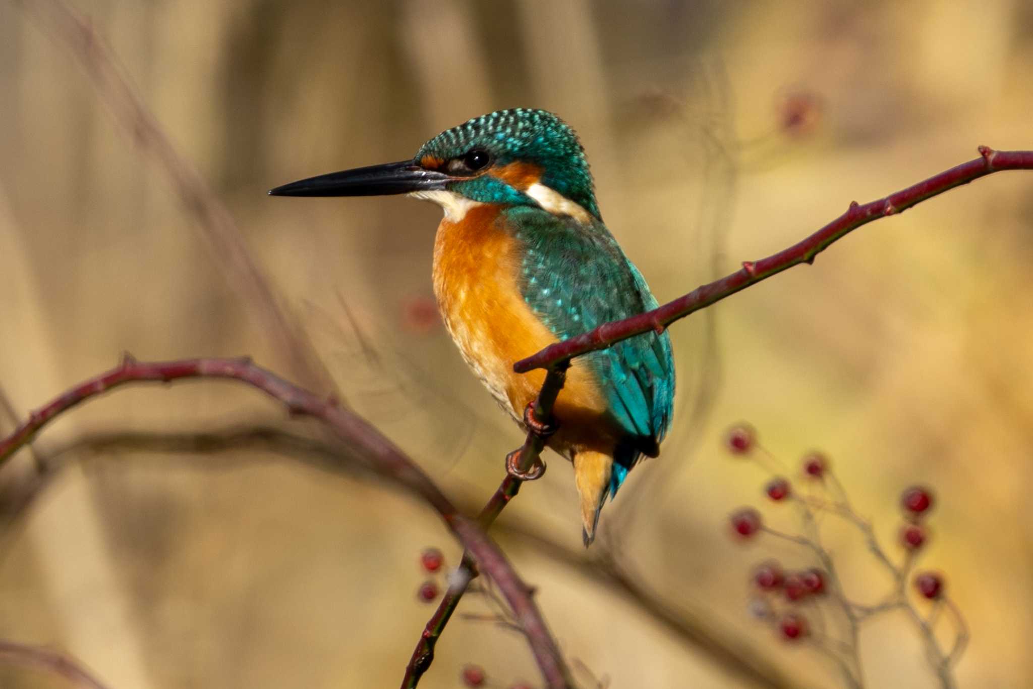 Photo of Common Kingfisher at  by あっくん