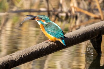 Common Kingfisher Unknown Spots Mon, 12/4/2023