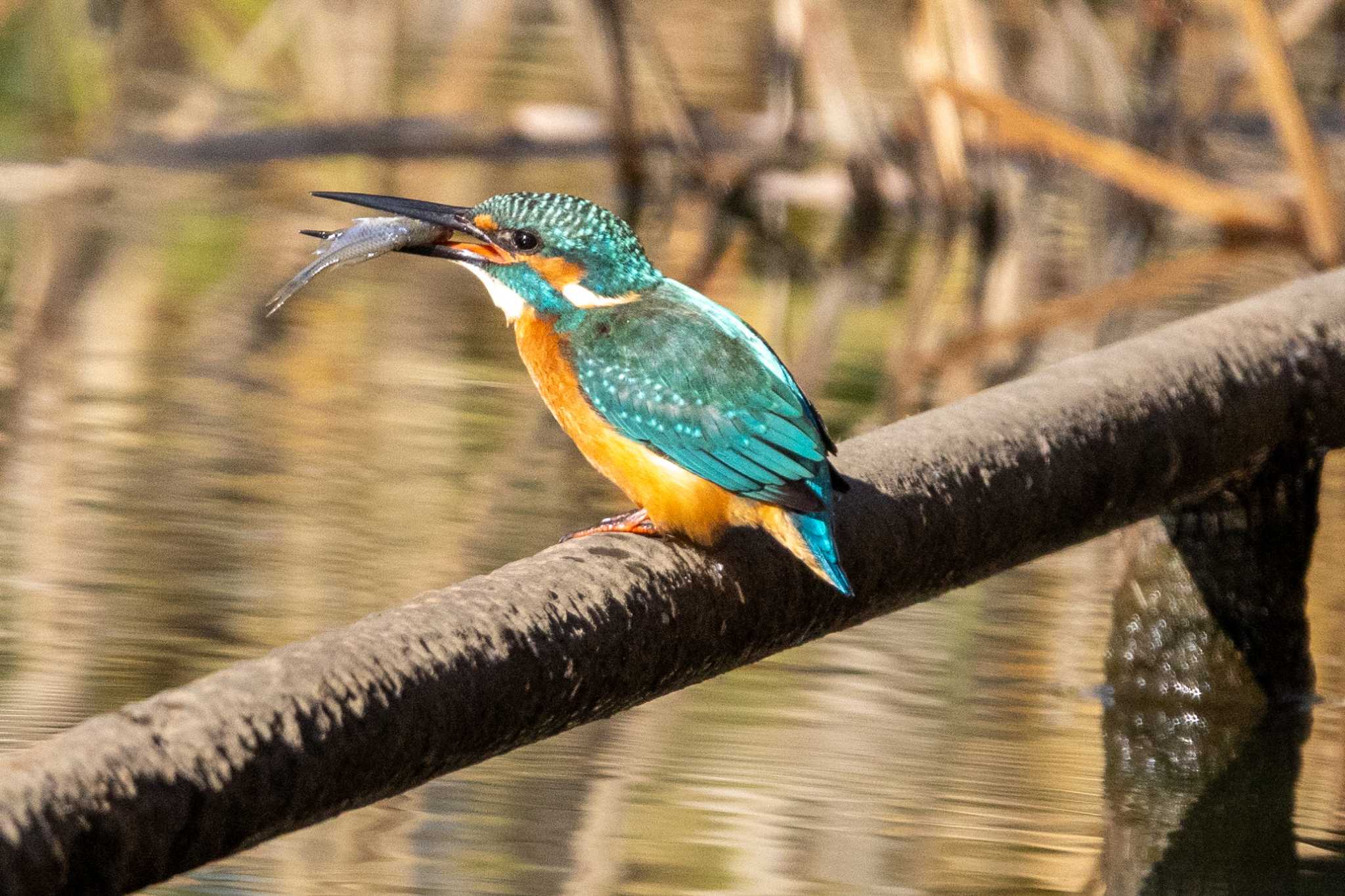 Photo of Common Kingfisher at  by あっくん