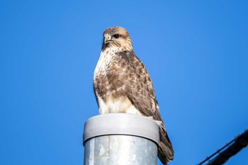 Eastern Buzzard Unknown Spots Mon, 12/4/2023