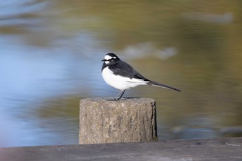 Japanese Wagtail Unknown Spots Mon, 12/4/2023