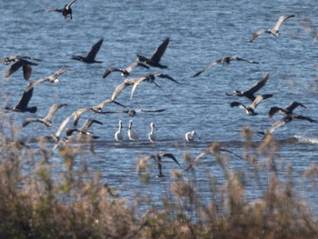 Mon, 12/4/2023 Birding report at Kasai Rinkai Park