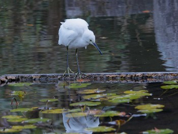 コサギ 横浜市立金沢自然公園 2023年12月4日(月)