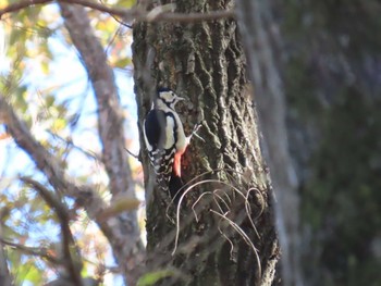 Great Spotted Woodpecker 小山内裏公園 Sun, 12/3/2023