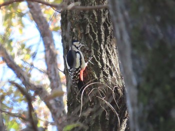 アカゲラ 小山内裏公園 2023年12月3日(日)