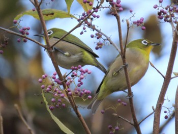 メジロ 長池公園 2023年12月3日(日)