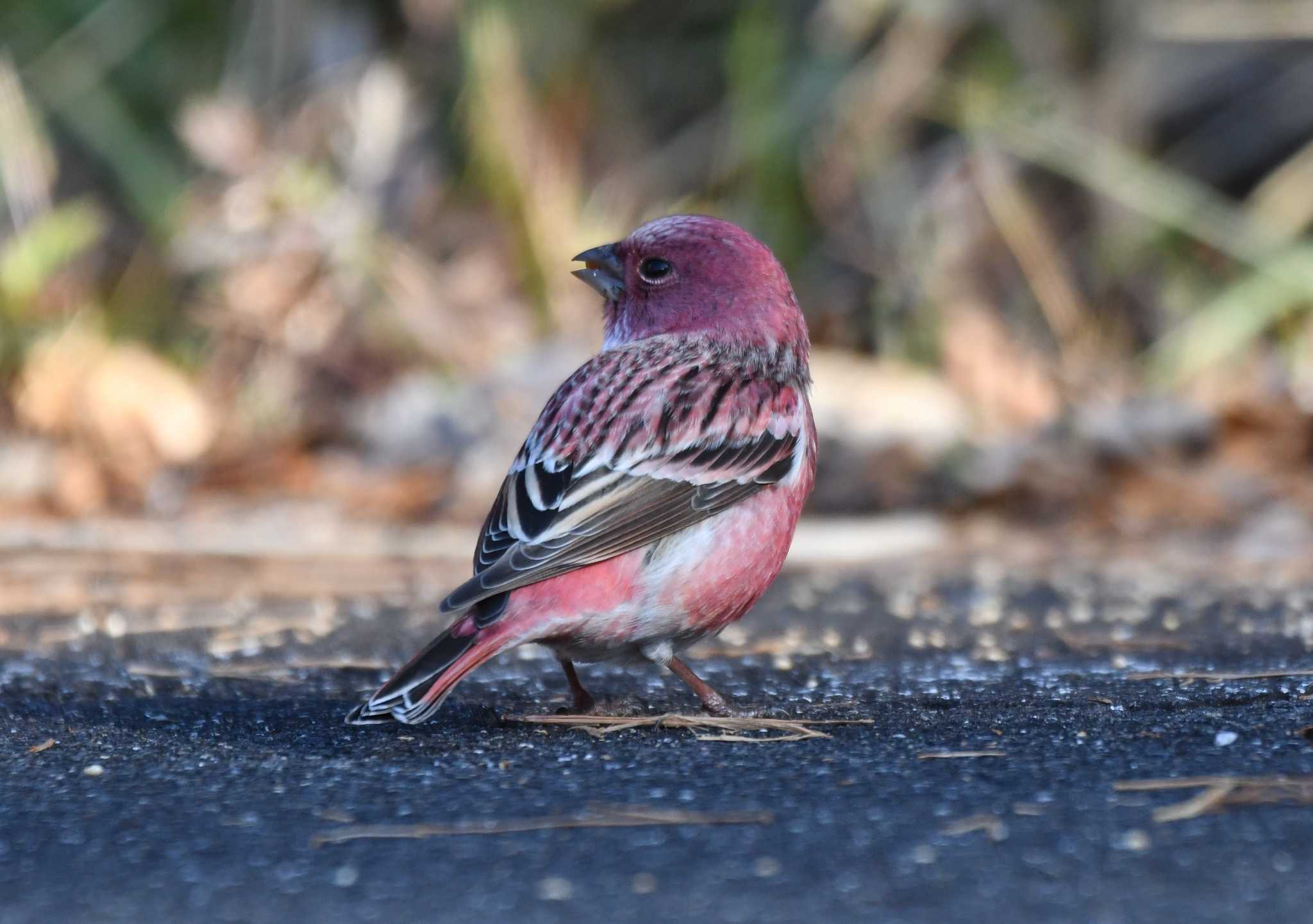 Pallas's Rosefinch