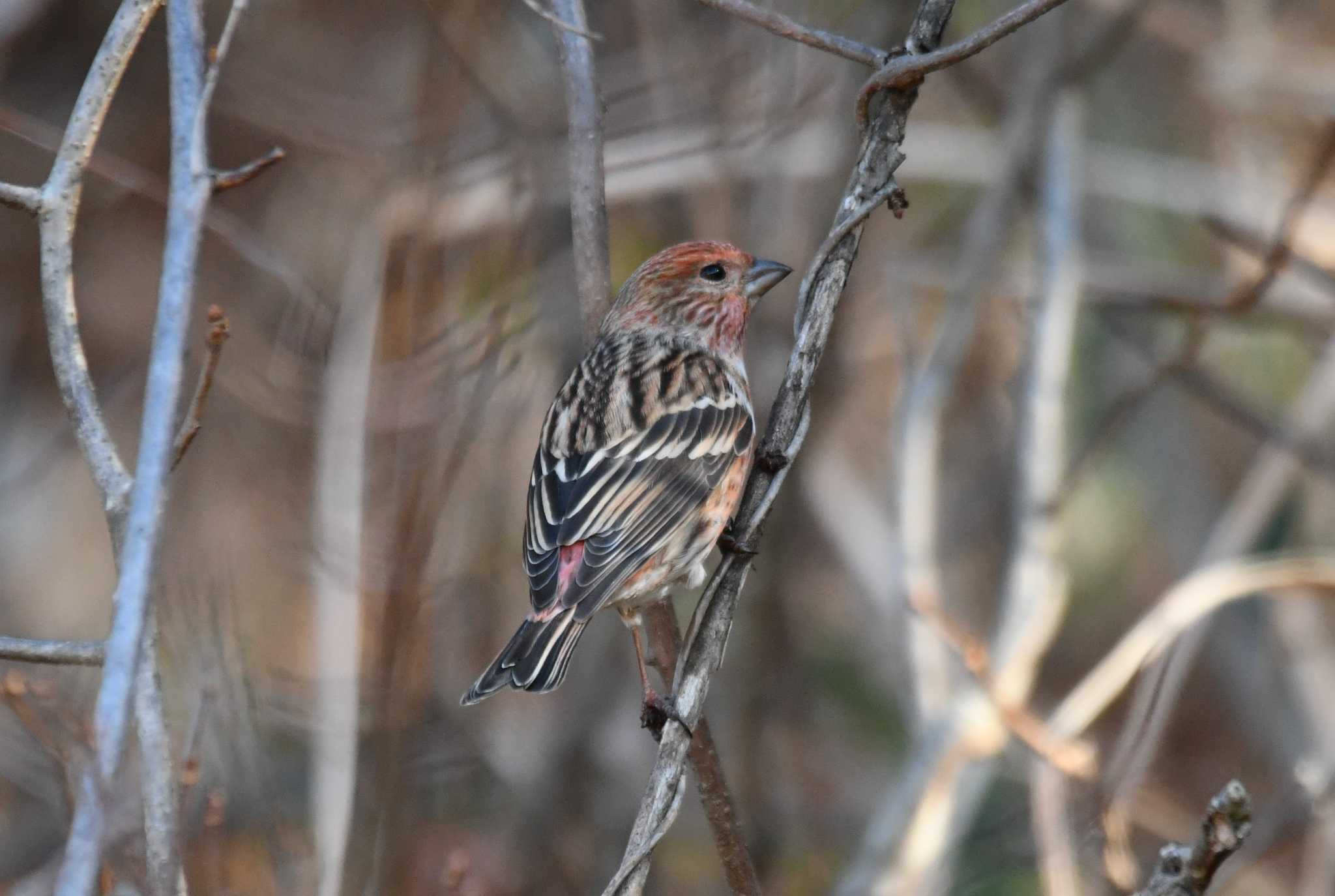 Pallas's Rosefinch