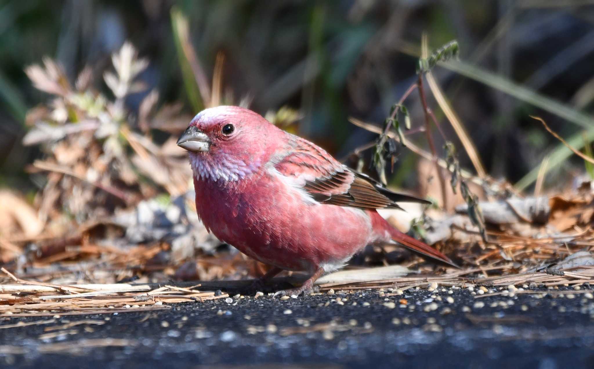 Pallas's Rosefinch