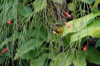 Brown-throated Sunbird ⁨HortPark⁩,シンガポール Fri, 3/17/2023