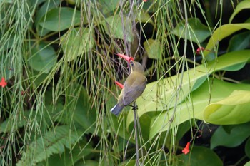 Brown-throated Sunbird ⁨HortPark⁩,シンガポール Fri, 3/17/2023