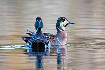 トモエガモ 見沼自然公園 2023年12月2日(土)