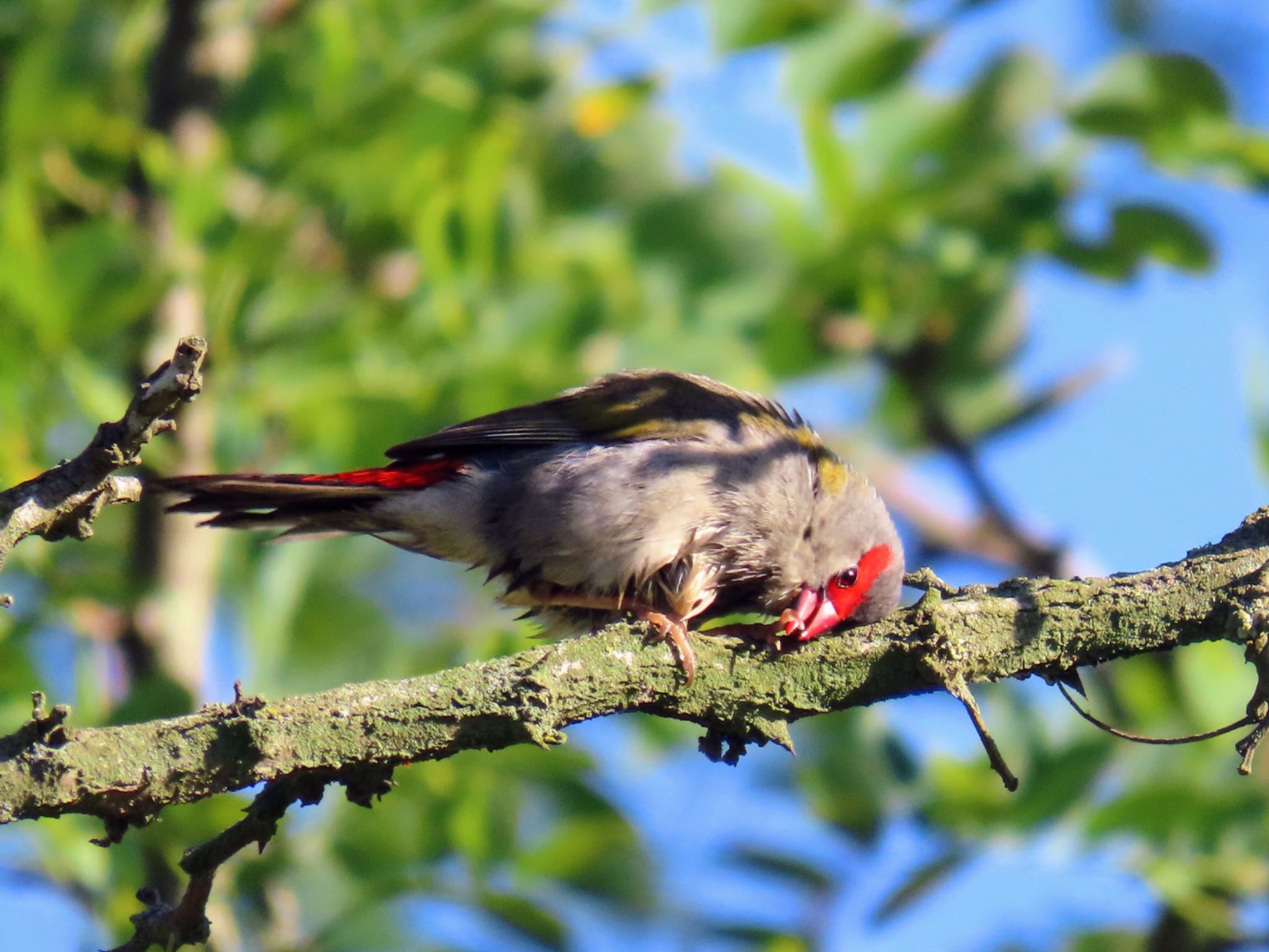Photo of Red-browed Finch at Pitt Town Lagoon, NSW, Australia by Maki